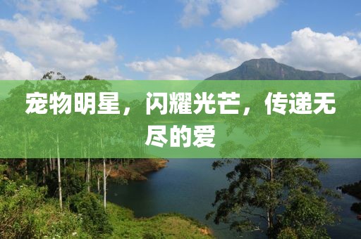 宠物明星，闪耀光芒，传递无尽的爱