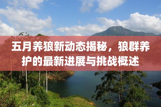 五月养狼新动态揭秘，狼群养护的最新进展与挑战概述