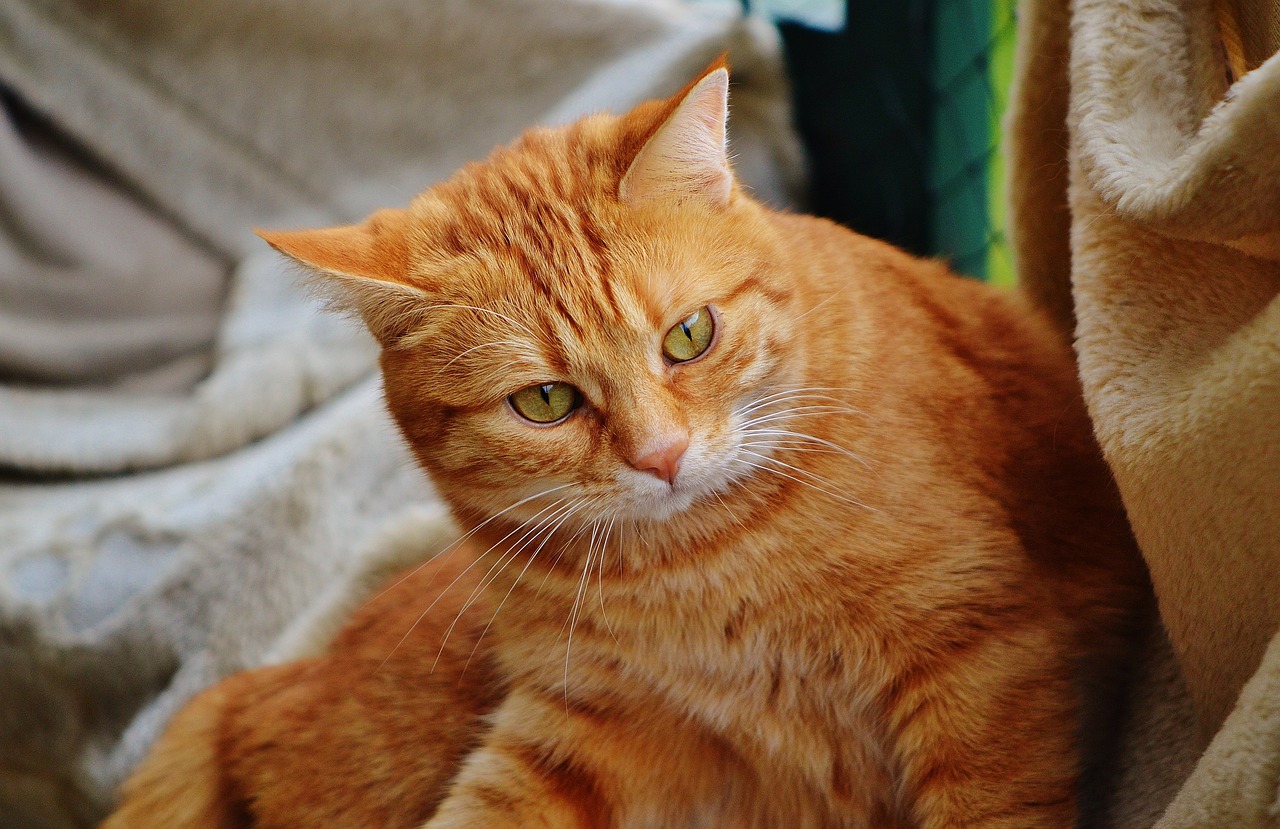 探索全新猫咪世界，小猫咪最新版揭秘！