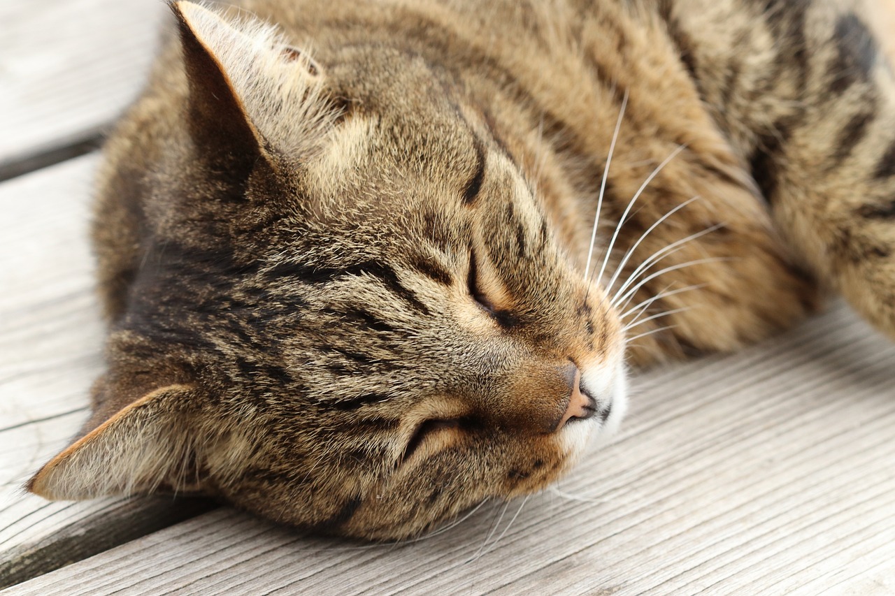 猫咪直播破解版最新文章，关于违法犯罪行为的警示与探讨