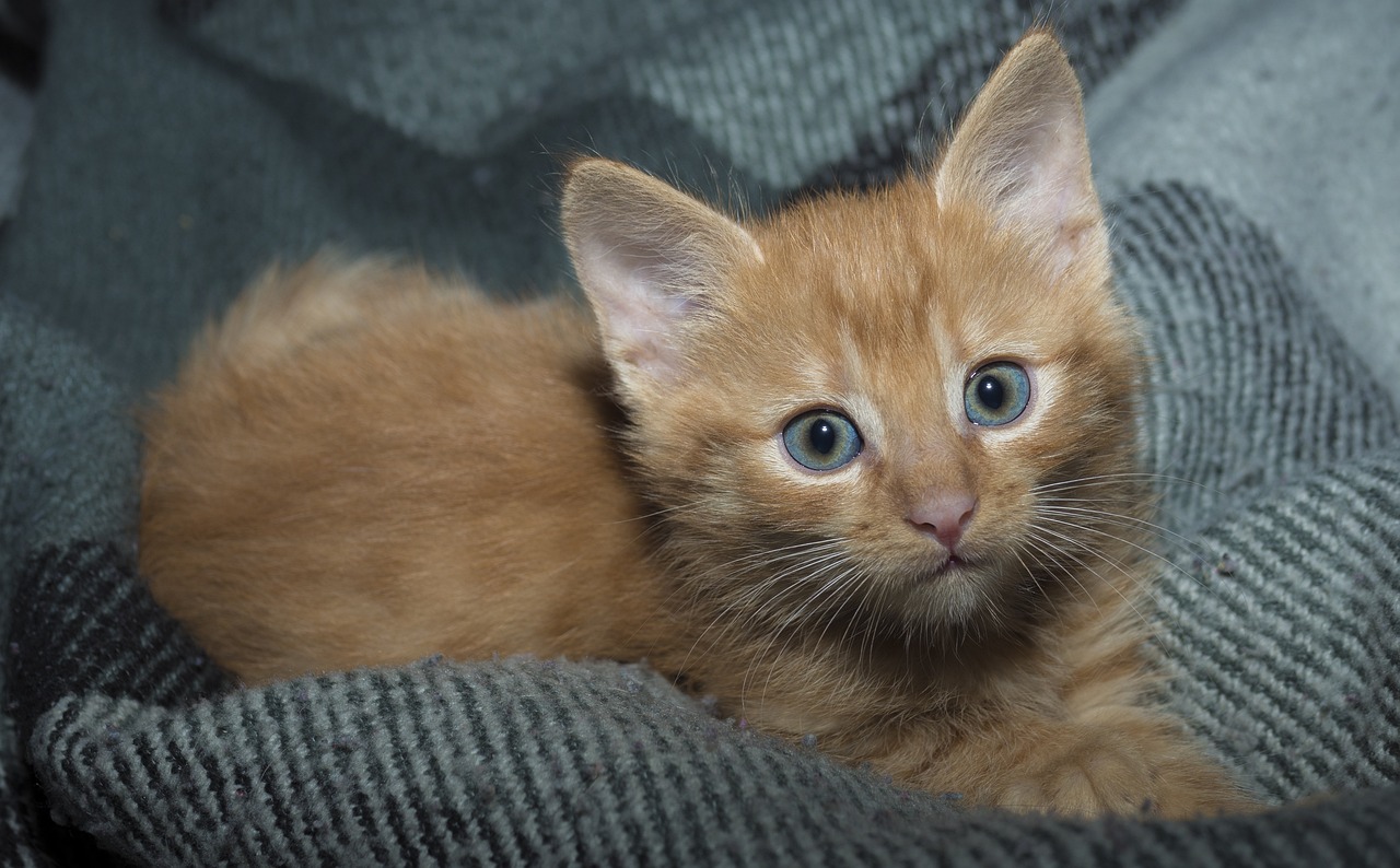 猫咪最新在线地址，猫咪爱好者的全新天地探索