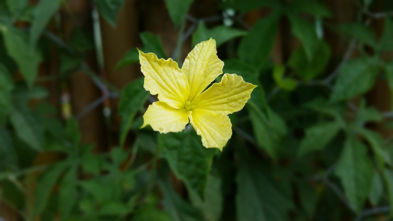 百花香最新版，绽放芬芳与无限可能的美妙世界