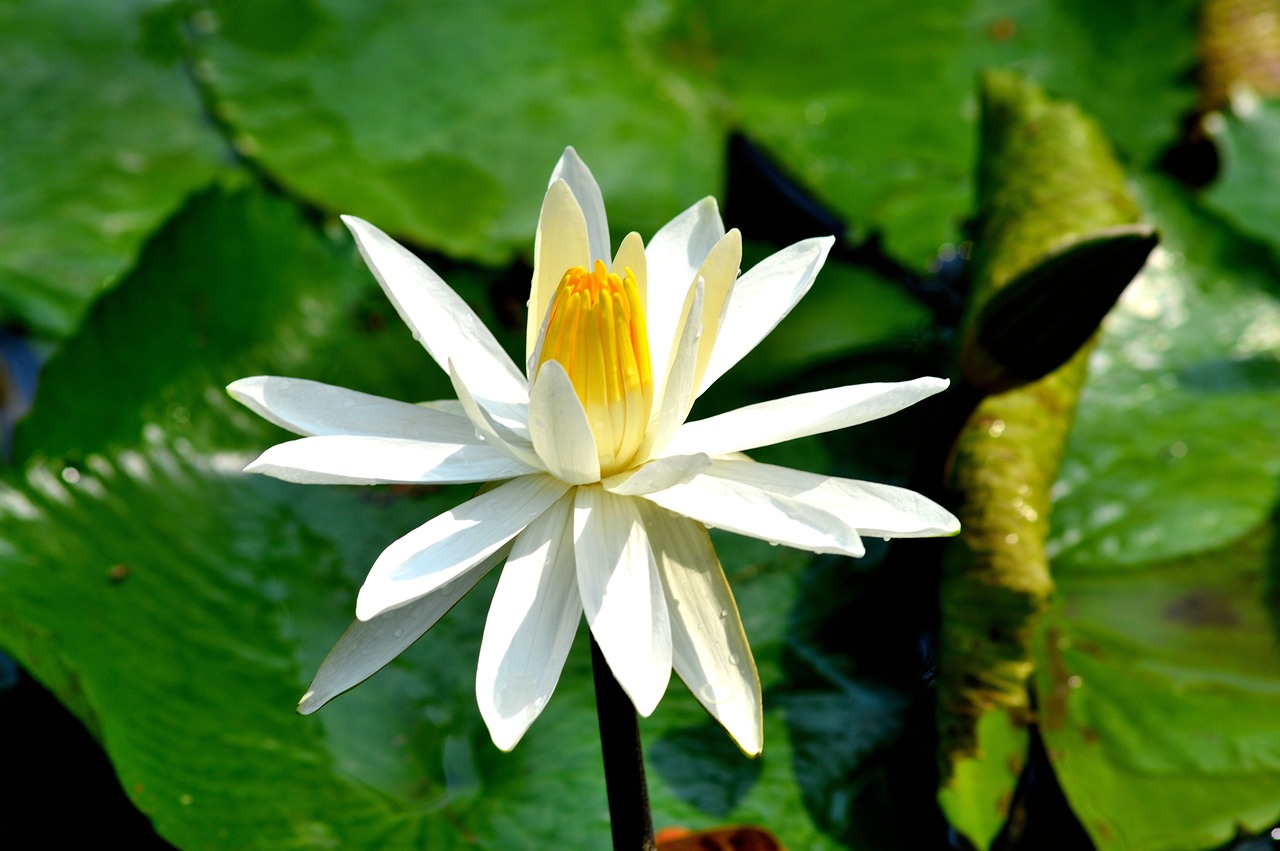 阴阳师花合战最新动态，深度解析与前瞻