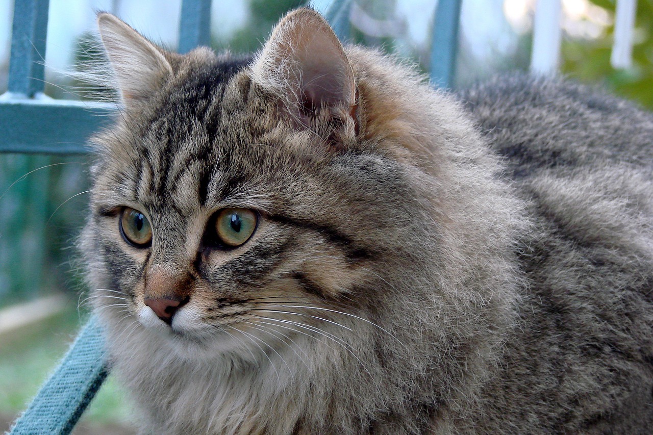 猫味最新破解版，神秘猫咪世界与科技创新的完美结合