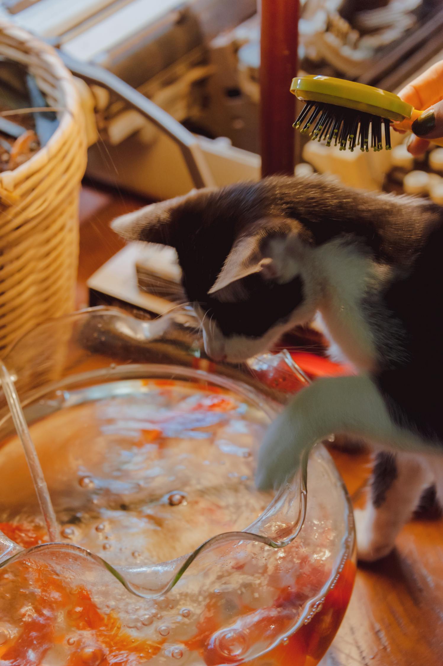 猫咪快视最新版，全新猫咪视频世界的探索