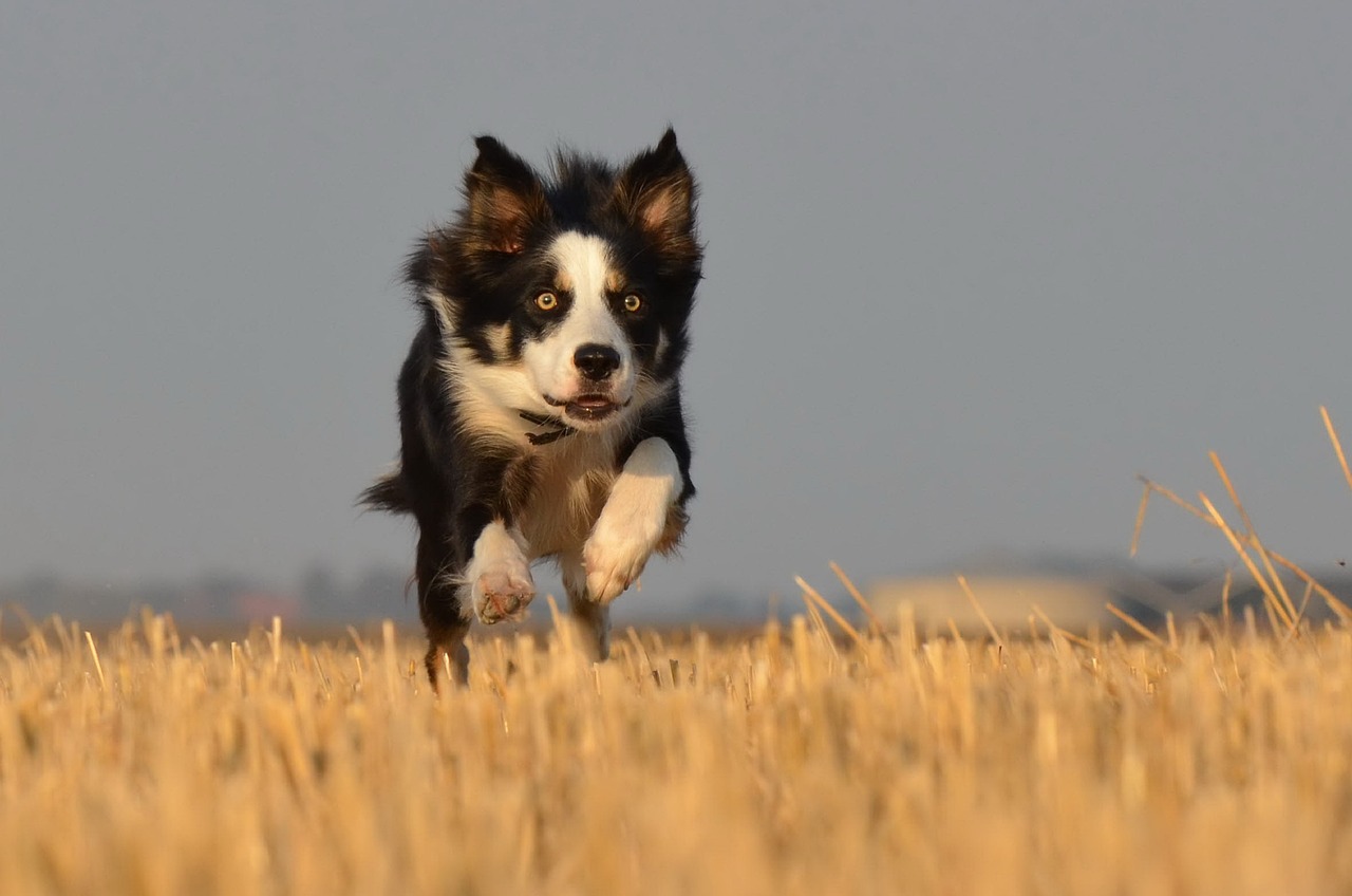 最新狗狗智商排行榜，揭示犬类智力的全新视角